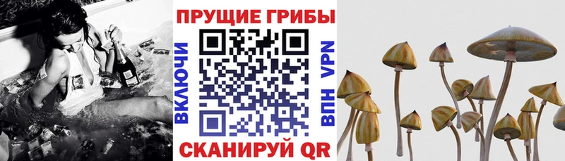 ссылка на мегу tor  Черняховск  Псилоцибиновые грибы мицелий  наркошоп 